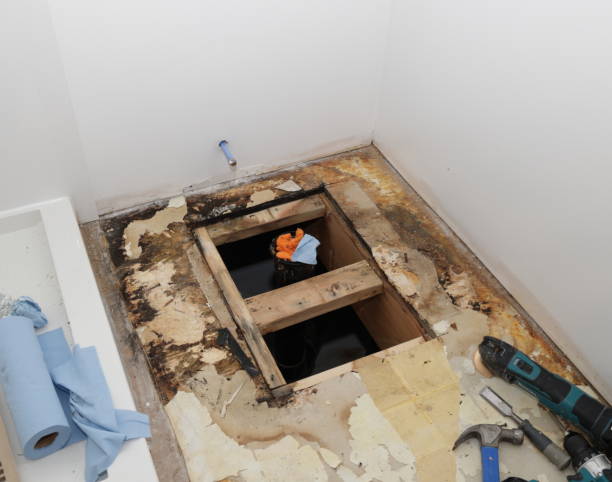 Best Emergency Mold Remediation in St Francis, WI